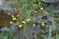 Draba elisabethae