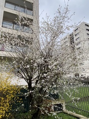 Prunus