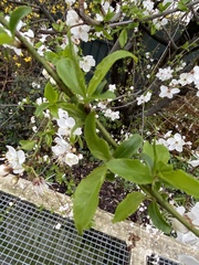 Prunus