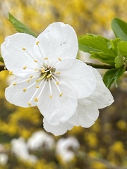 Prunus