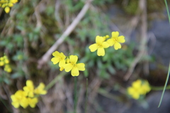 Draba elisabethae