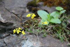 Draba elisabethae