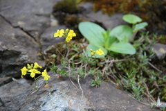 Draba elisabethae