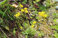Draba hispida