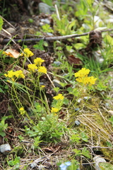 Draba hispida