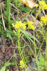 Draba hispida