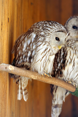 Strix
