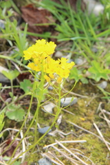 Draba hispida
