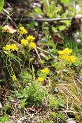 Draba hispida