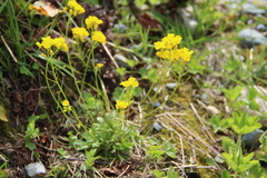 Draba hispida