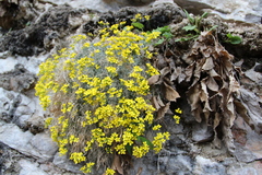 Draba longisiliqua