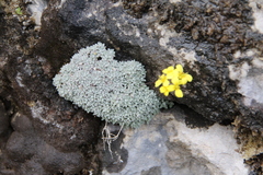 Draba longisiliqua