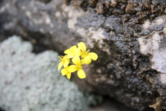 Draba longisiliqua