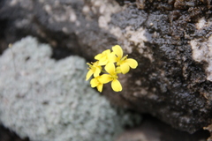 Draba longisiliqua