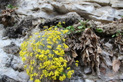 Draba longisiliqua