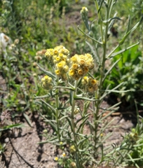 Pseudognaphalium jaliscense