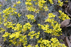 Draba longisiliqua
