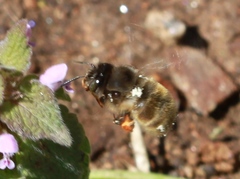 Anthophora villosula