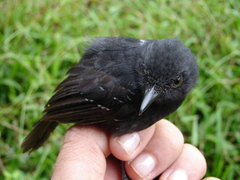 Cercomacroides serva