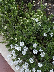 Iberis sempervirens