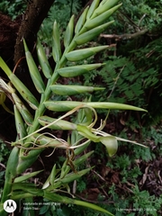 Pseudalcantarea macropetala