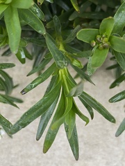Iberis sempervirens