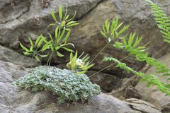 Draba longisiliqua