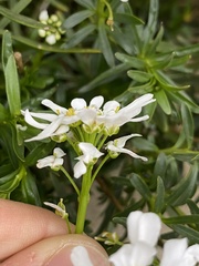 Iberis sempervirens