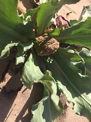 Rumex hymenosepalus