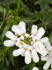 Iberis sempervirens