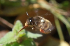 Anthophora villosula