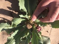 Rumex hymenosepalus