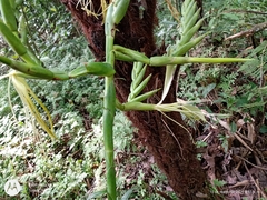 Pseudalcantarea macropetala