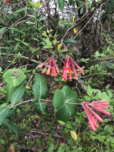 Lonicera sempervirens