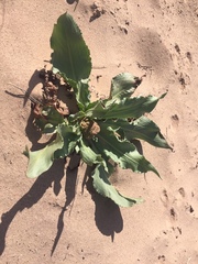 Rumex hymenosepalus