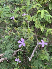 Barleria saxatilis