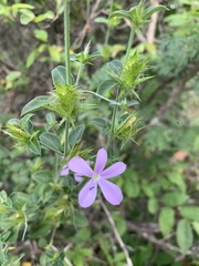 Barleria saxatilis