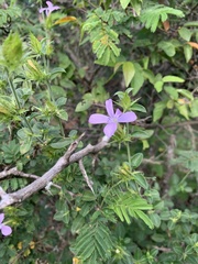 Barleria saxatilis