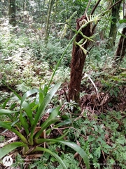 Pseudalcantarea macropetala