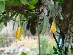 Prosthechea karwinskii