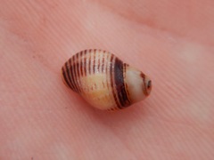 Image of Paciocinebrina lurida