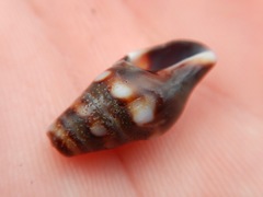 Pseudomelatoma torosa image