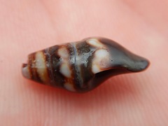 Pseudomelatoma torosa