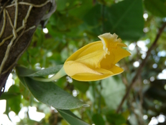 Prosthechea karwinskii