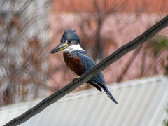 Megaceryle torquata