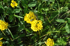 Draba sibirica