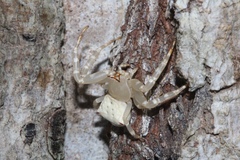 Thomisus okinawensis