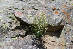 Draba siliquosa