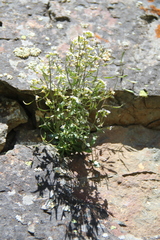 Draba siliquosa