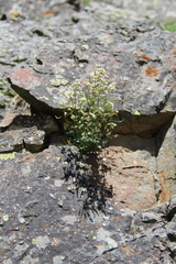 Draba siliquosa